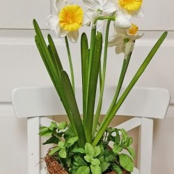 10X21 DAFFODILS IN VINE VASE