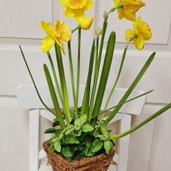 10X21 DAFFODILS IN VINE VASE