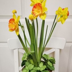 10X21 DAFFODILS IN VINE VASE
