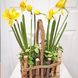 11X7X18 DAFFODIL IN VASE