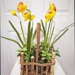 11X7X18 DAFFODIL IN VASE