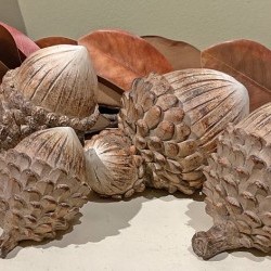 4,5,6&6.5 ASST ACORN X 4PC