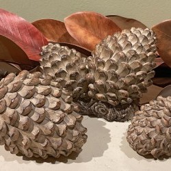 4,5&6.5IN ASST PINECONEX3PC