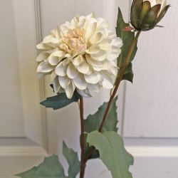 27IN DAHLIA/2