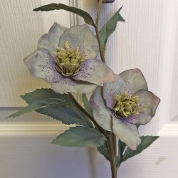 22IN HELLEBORUS/3