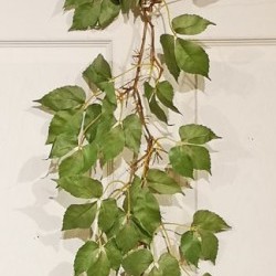 49IN CREEPER VINE