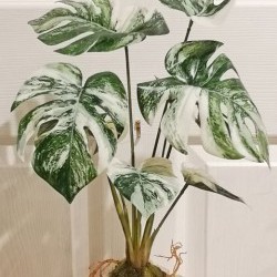17IN MONSTERA MOSS BASE