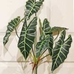 26IN ALOCASIA BUSH