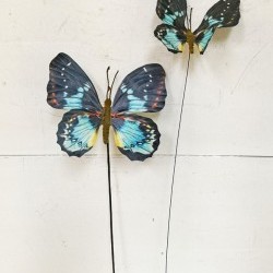5X18&6X18 BUTTERFLY PICK X2