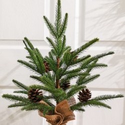 12X20 PINE BURLAP TREE