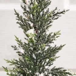 4.75X19 PINE TREE BIRCH POT