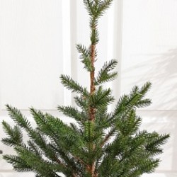 16X32 PINE TREE PAPER POT