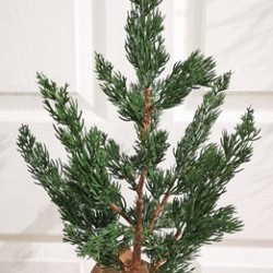 8X21 PINE TREE PAPER POT