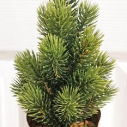3.25X10 PINE PAPER POT