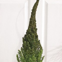 11X42 PINE TREE