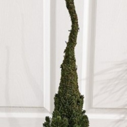 10X36 PINE TREE